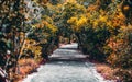 Pictorial walkway between subtropical trees and plants in a park Royalty Free Stock Photo