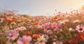 blooming cosmos flower violet beautiful sunset pink field meadow background nature. Generative AI. Royalty Free Stock Photo