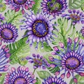 Beautiful vivid purple African daisy flowers with green monstera leaves on gray background. Seamless bright floral pattern. Royalty Free Stock Photo