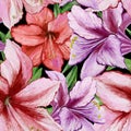 Beautiful vivid purple and red amaryllis flowers on black background. Seamless spring pattern. Watercolor painting.