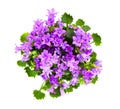 Beautiful vivid purple spring flower bush Dalmatian bellflower Royalty Free Stock Photo