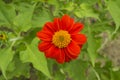 Beautiful vivid red petals of Mexican sunflower is flowering plant in Asteraceae family, known as the tree marigold or Japanese Royalty Free Stock Photo