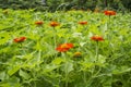 Beautiful vivid red petals of Mexican sunflower is flowering plant in Asteraceae family, known as the tree marigold or Japanese Royalty Free Stock Photo