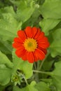 Beautiful vivid red petals of Mexican sunflower is flowering plant in Asteraceae family, known as the tree marigold or Japanese Royalty Free Stock Photo