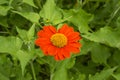 Beautiful vivid red petals of Mexican sunflower is flowering plant in Asteraceae family, known as the tree marigold or Japanese Royalty Free Stock Photo