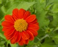 Beautiful vivid red petals of Mexican sunflower is flowering plant in Asteraceae family, known as the tree marigold or Japanese Royalty Free Stock Photo