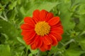 Beautiful vivid red petals of Mexican sunflower is flowering plant in Asteraceae family, known as the tree marigold or Japanese Royalty Free Stock Photo