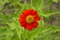 Beautiful vivid red petals of Mexican sunflower is flowering plant in Asteraceae family, known as the tree marigold or Japanese Royalty Free Stock Photo