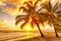 Beautiful vivid sunset over the coco palm in Barbados Royalty Free Stock Photo