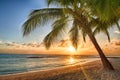 Beautiful vivid sunset over the coco palm in Barbados Royalty Free Stock Photo