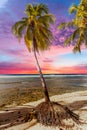 Beautiful vivid sunset over the coco palm in Barbados Royalty Free Stock Photo