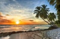 Beautiful vivid sunset over the coco palm in Barbados Royalty Free Stock Photo