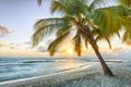 Beautiful vivid sunset over the coco palm in Barbados Royalty Free Stock Photo