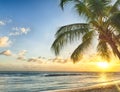 Beautiful vivid sunset over the coco palm in Barbados Royalty Free Stock Photo