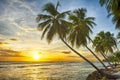 Beautiful vivid sunset over the coco palm in Barbados Royalty Free Stock Photo