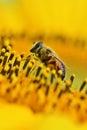 Beautiful vivid yellow sunflower with honey bee pollinate mirco photo Royalty Free Stock Photo