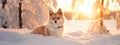 Beautiful vulpes fox against the backdrop of a snowy winter forest with a bushy tail, hunting in the freshly fallen snow