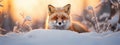 Beautiful vulpes fox against the backdrop of a snowy winter forest with a bushy tail, hunting in the freshly fallen snow