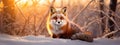 Beautiful vulpes fox against the backdrop of a snowy winter forest with a bushy tail, hunting in the freshly fallen snow