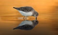 Beautiful wader bird drinking on the water