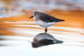 Beautiful wader bird drinking on the water Royalty Free Stock Photo