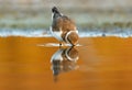 Beautiful wader bird drinking on the water Royalty Free Stock Photo