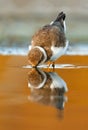 Beautiful wader bird drinking on the water Royalty Free Stock Photo