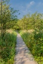 Beautiful walk at the Darsser forest at the Baltic Sea coast - Darss/Germany