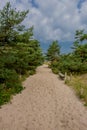 Beautiful walk at the Darsser forest at the Baltic Sea coast - Darss/Germany