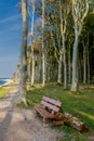 Beautiful walk at the ghost forest at the Baltic Sea coast - Nienhagen/Germany