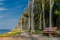 Beautiful walk at the ghost forest at the Baltic Sea coast - Nienhagen/Germany