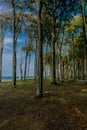 Beautiful walk at the ghost forest at the Baltic Sea coast - Nienhagen/Germany