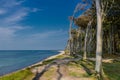 Beautiful walk at the ghost forest at the Baltic Sea coast - Nienhagen/Germany