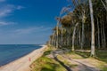 Beautiful walk at the ghost forest at the Baltic Sea coast - Nienhagen/Germany