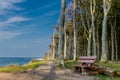 Beautiful walk at the ghost forest at the Baltic Sea coast - Nienhagen/Germany