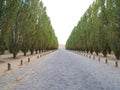 Beautiful walk way with Tree and Stone road