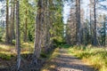 A beautiful walk through the woods in the late afternoon of early autumn. In Sumava National Park, Czechia