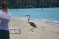 Beautiful walking heron on white sand in Fihalholi hotel beach near Maafushi Island Maldives Royalty Free Stock Photo