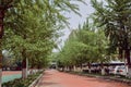 Beautiful walking trail through trees near a parking lot in Shenyang, China