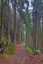 Beautiful walking wet trail in the woods after the rain. Royalty Free Stock Photo
