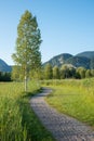 Beautiful walkway between birch trees, from schlehdorf to lake kochelsee Royalty Free Stock Photo
