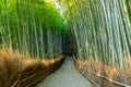 walkway in green bamboo forest, tourist famous place in Japan, Kyoto, Arashiyama Royalty Free Stock Photo