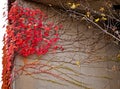 Beautiful wall decoration with red grapes leafs. Red leaves of g