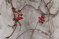 Beautiful wall indoors, twigs with bright artificial berries are attached to gray wall. Interesting unusual background in interior