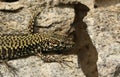 A beautiful Wall Lizard, Podarcis muralis, sunning itself on a stone wall. Royalty Free Stock Photo