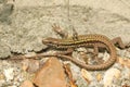 A beautiful Wall Lizard Podarcis muralis warming up on a stone wall. Royalty Free Stock Photo