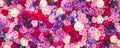 Beautiful wall made of red violet purple flowers, roses, tulips, press-wall, background Royalty Free Stock Photo