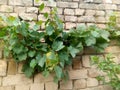 A beautiful wall plant looking great vale bricks behind green leaves wonderfull front lemon plant and this is amazing grapes .