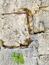 Beautiful wall stone and floor or ground texture pattern Mexico Royalty Free Stock Photo