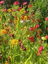 Beautiful wallflowers